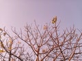 Beautiful Leafless Tree Against Clear Blue Sky Background During Sunset Hours Royalty Free Stock Photo