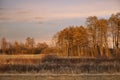 Beautiful, leafless trees, lit by the winter sunset, creating ornage glow in the branches