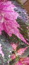 beautiful leafs of coleus plant Royalty Free Stock Photo