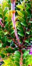 Beautiful leafs of plant fresh view Royalty Free Stock Photo