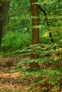 Beautiful leafy branches in the forest, on a sunny Autumn day, with trees in the background. Relaxing outdoor scenery of Royalty Free Stock Photo