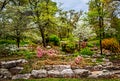 Beautiful leafy hillside springtime park with large landscape stones and azaleas and dogwood blooming