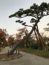 Beautiful leaning pine tree at Sumiyoshi Park in Japan.