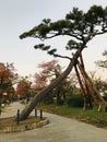 Beautiful leaning pine tree at Sumiyoshi Park in Japan.