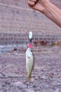 Largemouth Bass fish Royalty Free Stock Photo