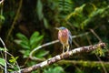 Beautiful least bittern bird close up hunting