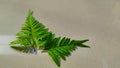 beautiful leather leaf fern plant background