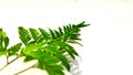 beautiful leather leaf fern plant background