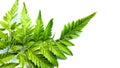 beautiful leather leaf fern plant background