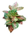 Beautiful leaves of Aglaonema tree