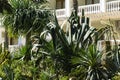 Beautiful leaves American agave Marginata Agave americana or sentry plant. Mexican courtyard in landscape park