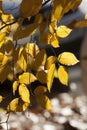 Beautiful leaves in autumn sunny day in foreground and blurry background. No people, close up, copy space Royalty Free Stock Photo