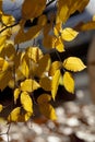 Beautiful leaves in autumn sunny day in foreground and blurry background. No people, close up, copy space. Autumn scene, yellow Royalty Free Stock Photo