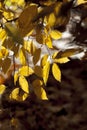 Beautiful leaves in autumn sunny day in foreground and blurry background. No people, close up, copy space. Autumn scene, yellow Royalty Free Stock Photo