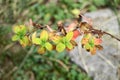 Leaves colored in autumn shades