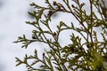 A beautiful leaves of coniferous tree Thuja. CloseUp of green leaves of Thuja trees against snow background Royalty Free Stock Photo