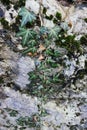 Beautiful Leaves Drapping Down a Rock Formation