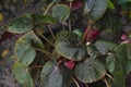 Beautiful leaves of exotic plant Begonia Mason Begonia masoniana