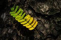 Beautiful leaves with gradient green and yellow color on tree bark texture. Oak wood background. Dry log material cracked surface Royalty Free Stock Photo