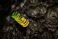 Beautiful leaves with gradient green and yellow color on tree bark texture. Oak wood background. Dry log material cracked surface Royalty Free Stock Photo