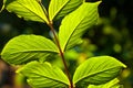 Beautiful leaves of a hazelnut tree Royalty Free Stock Photo