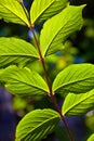 Beautiful leaves of a hazlenut tree Royalty Free Stock Photo