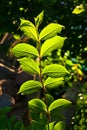 Beautiful leaves of a hazlenut tree Royalty Free Stock Photo