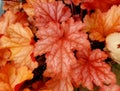 Beautiful leaves of Heuchera `Paprika` perennial plants