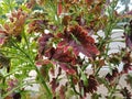Beautiful leaves Miana (Coleus scutellarioides (L) Benth Royalty Free Stock Photo