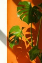 Monstera in the sun. Beautiful combination of colors: green, white, orange. Details of the modern interior. Royalty Free Stock Photo