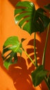 Monstera in the sun. Beautiful combination of colors: green, white, orange. Details of the modern interior. Interior Design. Royalty Free Stock Photo