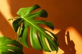 Monstera in the sun. Beautiful combination of colors: green, white, orange. Details of the modern interior. Interior Design. Royalty Free Stock Photo