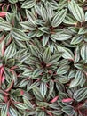 Beautiful leaves Peperomia Rosso, tropical plant. Bright nature wallpaper.