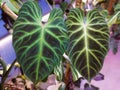 Beautiful leaves of Philodendron Verrucosum dark form, a rare and popular houseplant