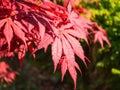 Beautiful leaves of the red Japanese maple or Acer japonicum on a sunny day. Ornamental trees and shrubs with red leaves for Royalty Free Stock Photo