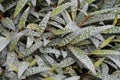 Beautiful leaves of Silver Squill, with scientific name Ledebouria socialis Royalty Free Stock Photo