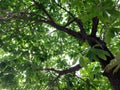 The beautiful leaves spread with the sunlight shining down between the leaves as natural background Royalty Free Stock Photo