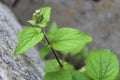 Beautiful leaves of weed with a tiny little flowr