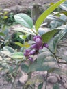 Beautiful lemon flower