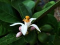 Beautiful lemon flowers