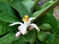 Beautiful lemon flowers