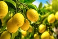 Beautiful lemon garden, bunches of fresh yellow ripe lemons with green leaves.