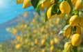 Beautiful lemon garden, bunches of fresh yellow ripe lemons with green leaves