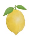 Beautiful lemon on a white background