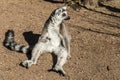 Beautiful lemur sitting on the floor begging for foot