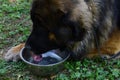 Beautiful Leonberger drinking water from a bowl , portrait