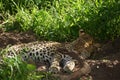 Beautiful Leopard in Botswana watching game Royalty Free Stock Photo