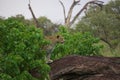 Beautiful Leopard in Botswana watching game Royalty Free Stock Photo