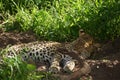 Beautiful Leopard in Botswana Royalty Free Stock Photo