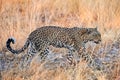 Beautiful leopard  Panthera pardus walking Royalty Free Stock Photo